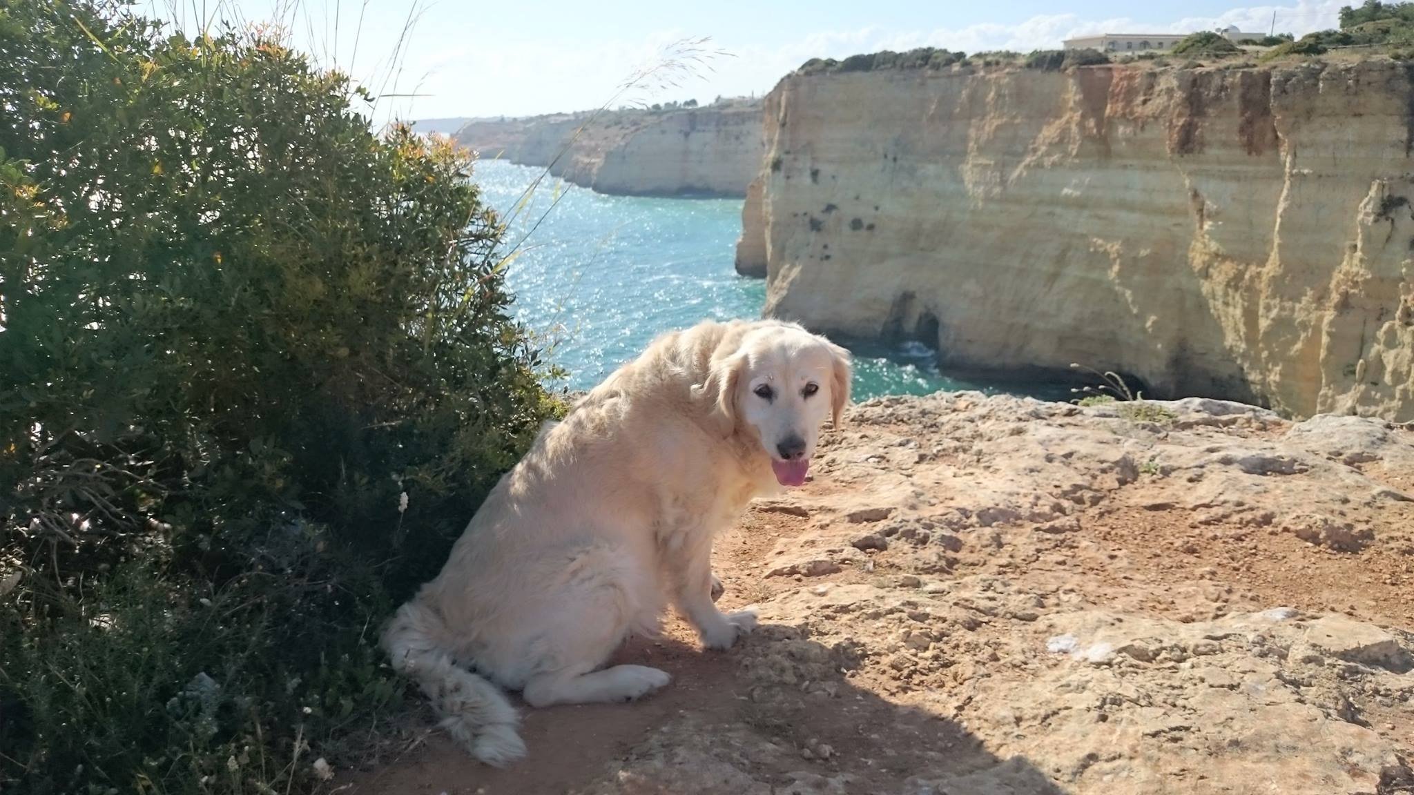 Algarve Urlaub mit Hund 